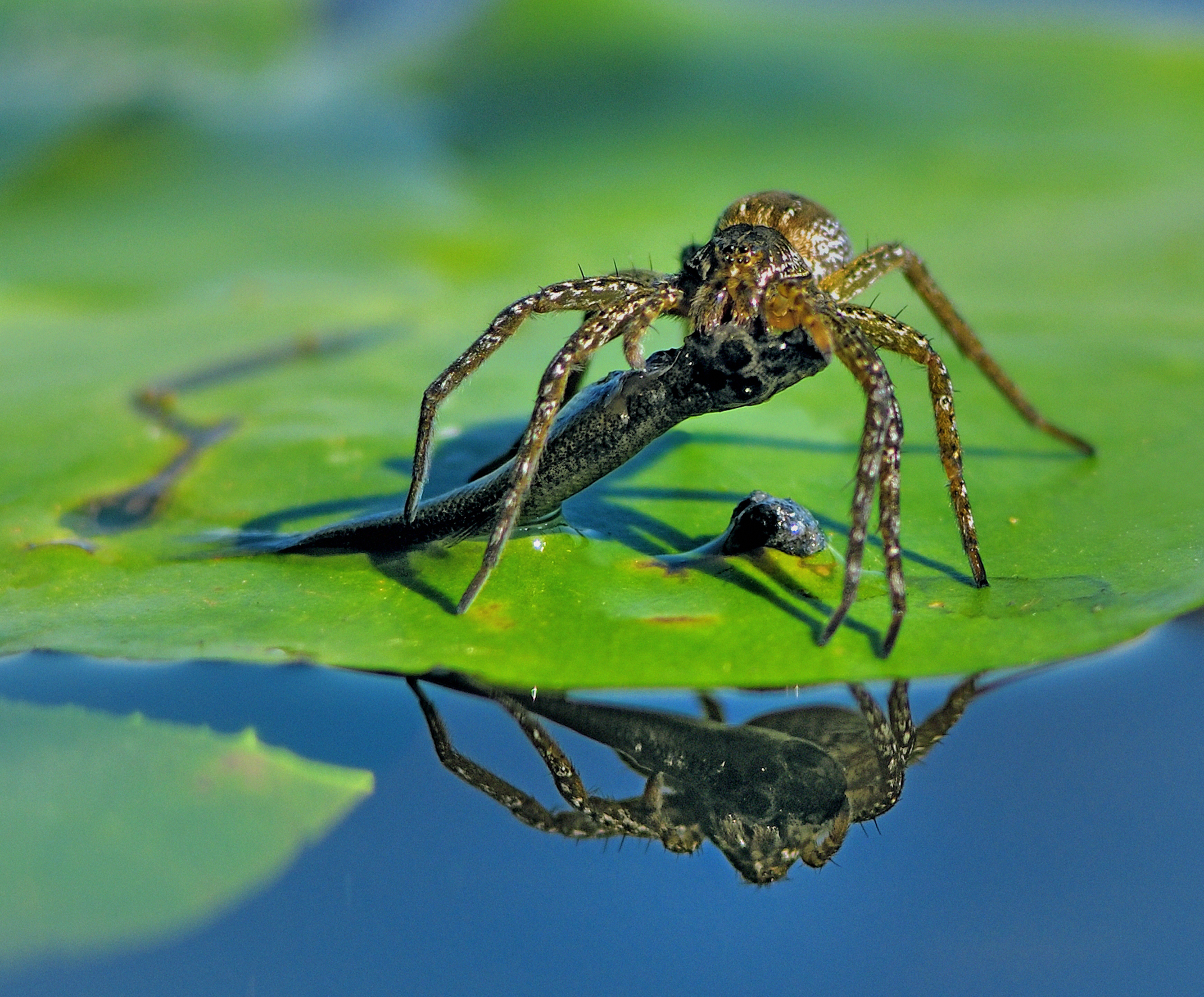 lovčík mokřadní (Dolomedes plantarius)