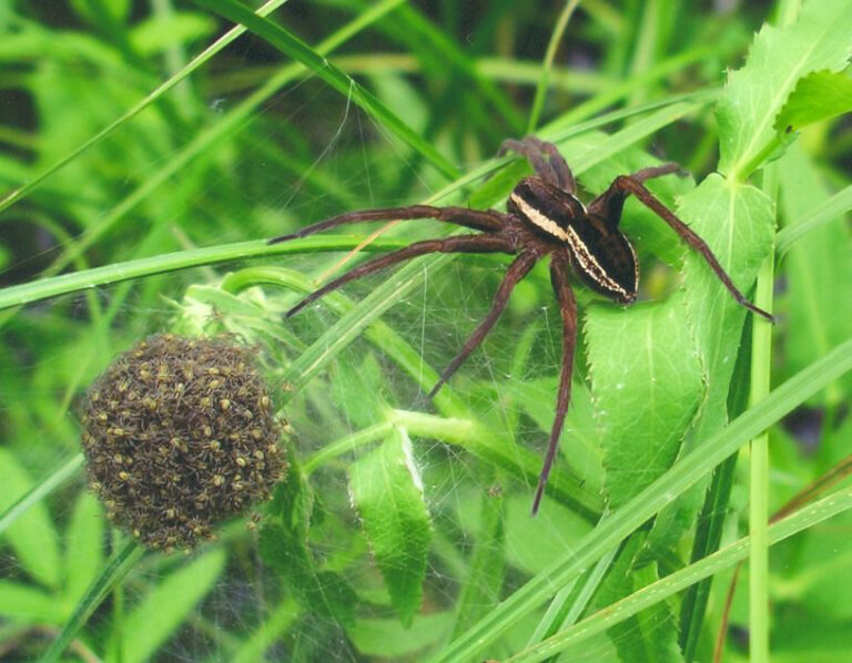 lovčík vodní lovčík vodní (Dolomedes fimbriatus)