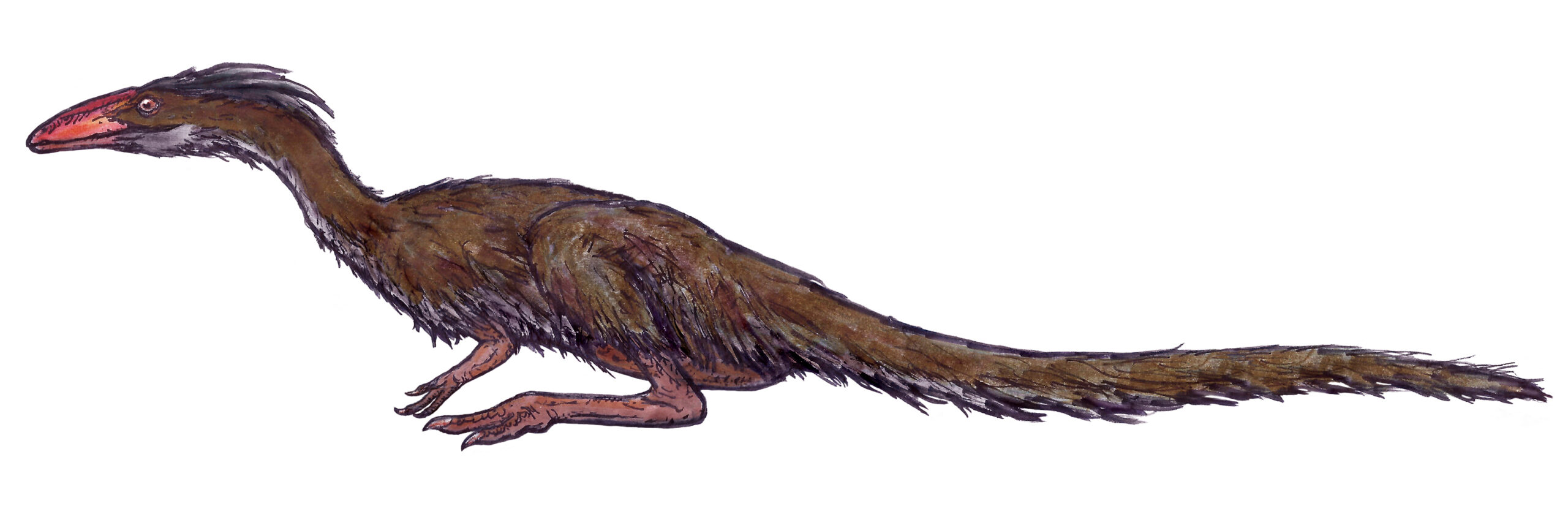 Lucianovenator