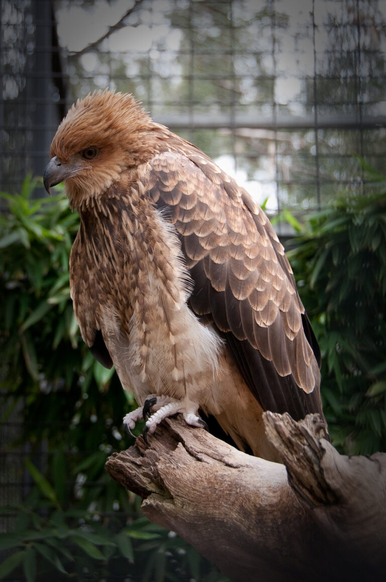 luňák hvízdavý (Haliastur sphenurus)