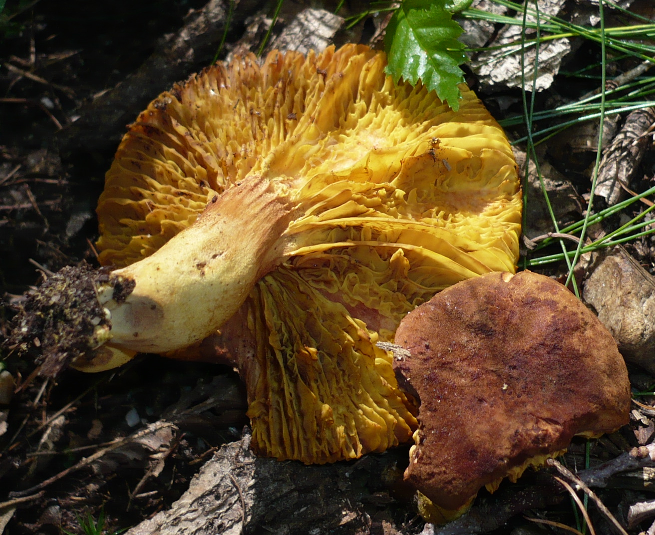 lupenopórka červenožlutá (Phylloporus pelletieri)