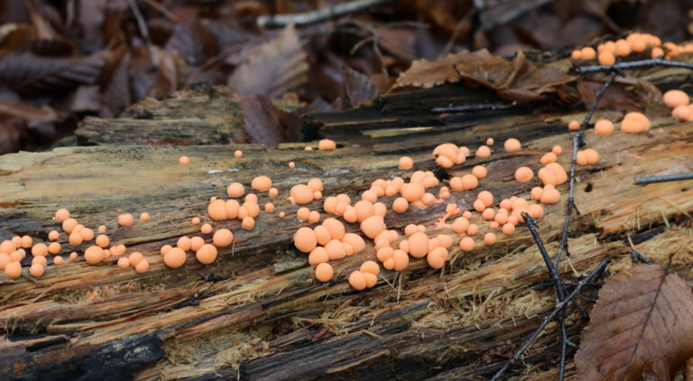 Lycogala epidendrum