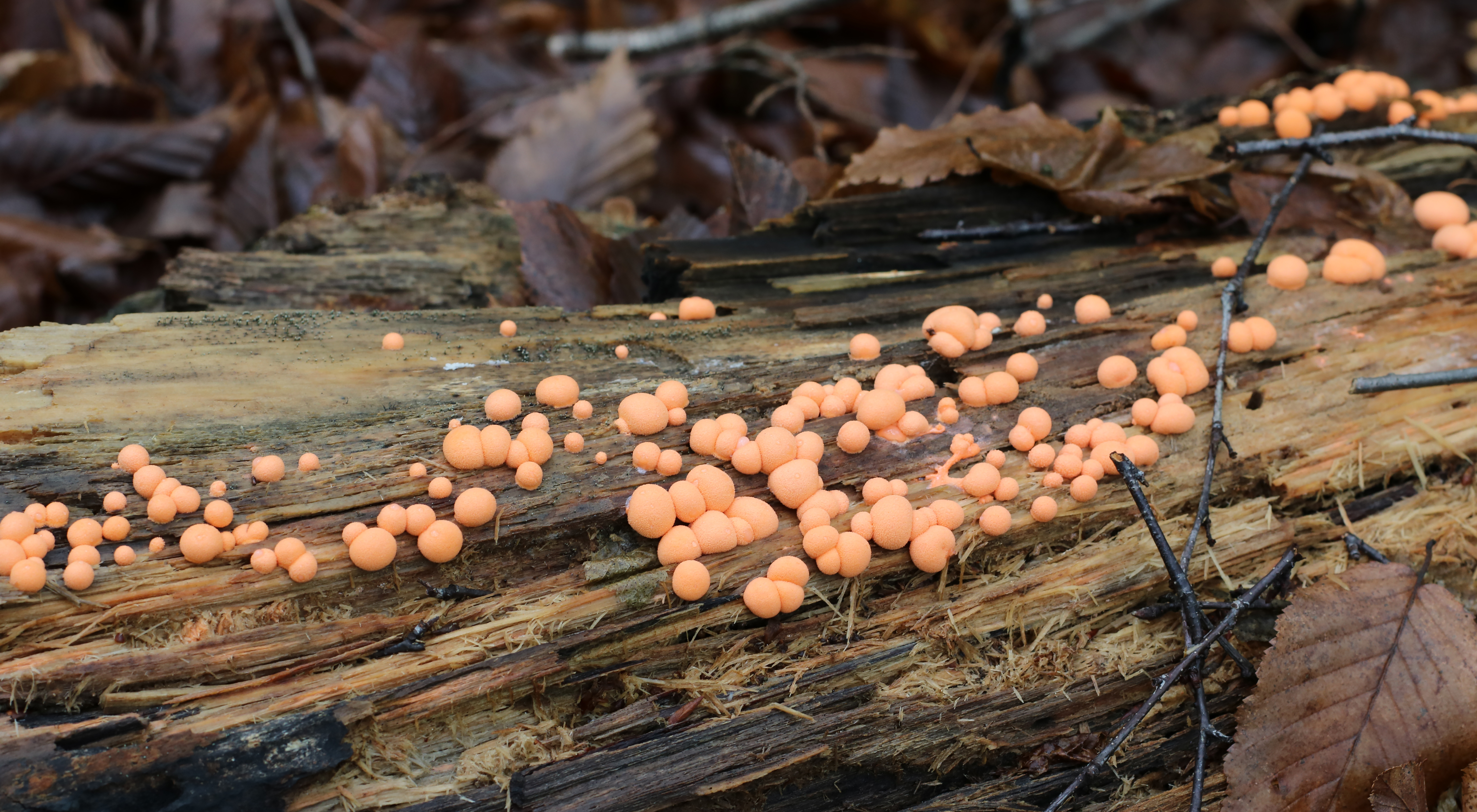 Lycogala epidendrum
