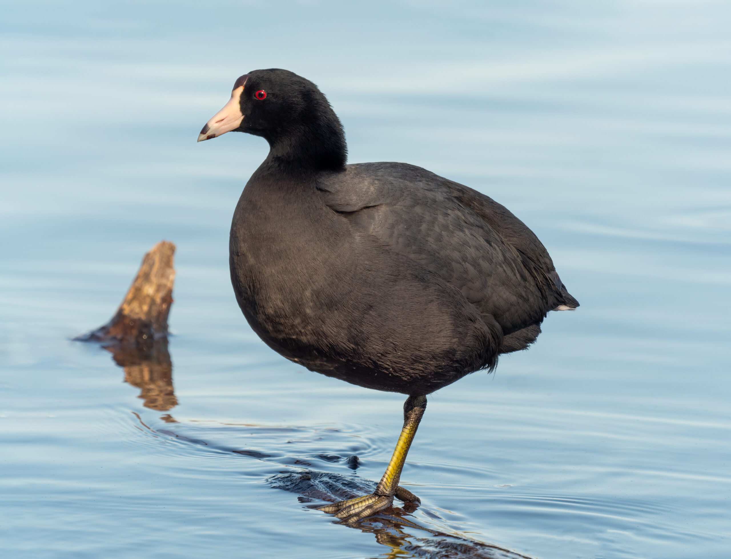 lyska americká (Fulica americana)