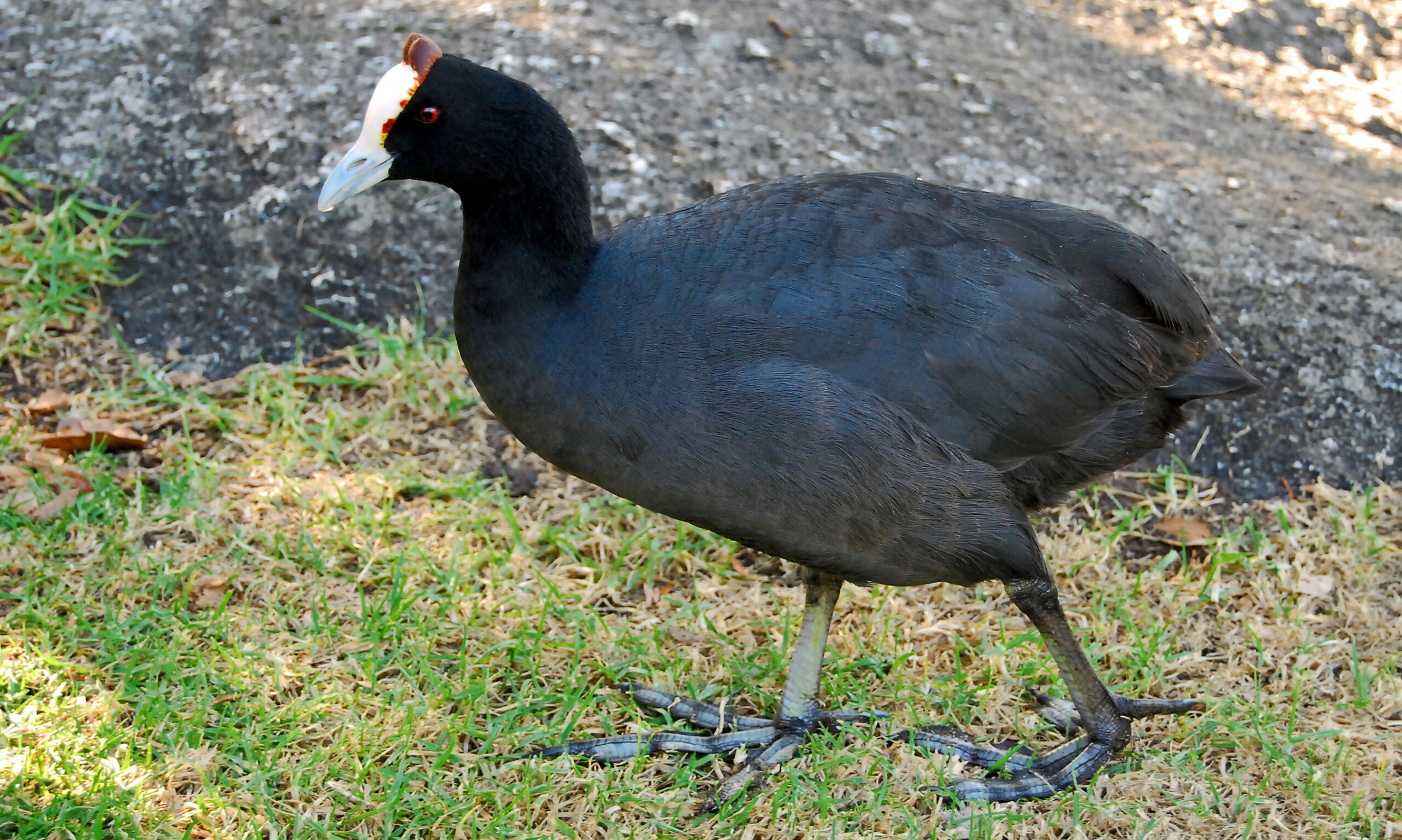 lyska hřebenatá (Fulica cristata)
