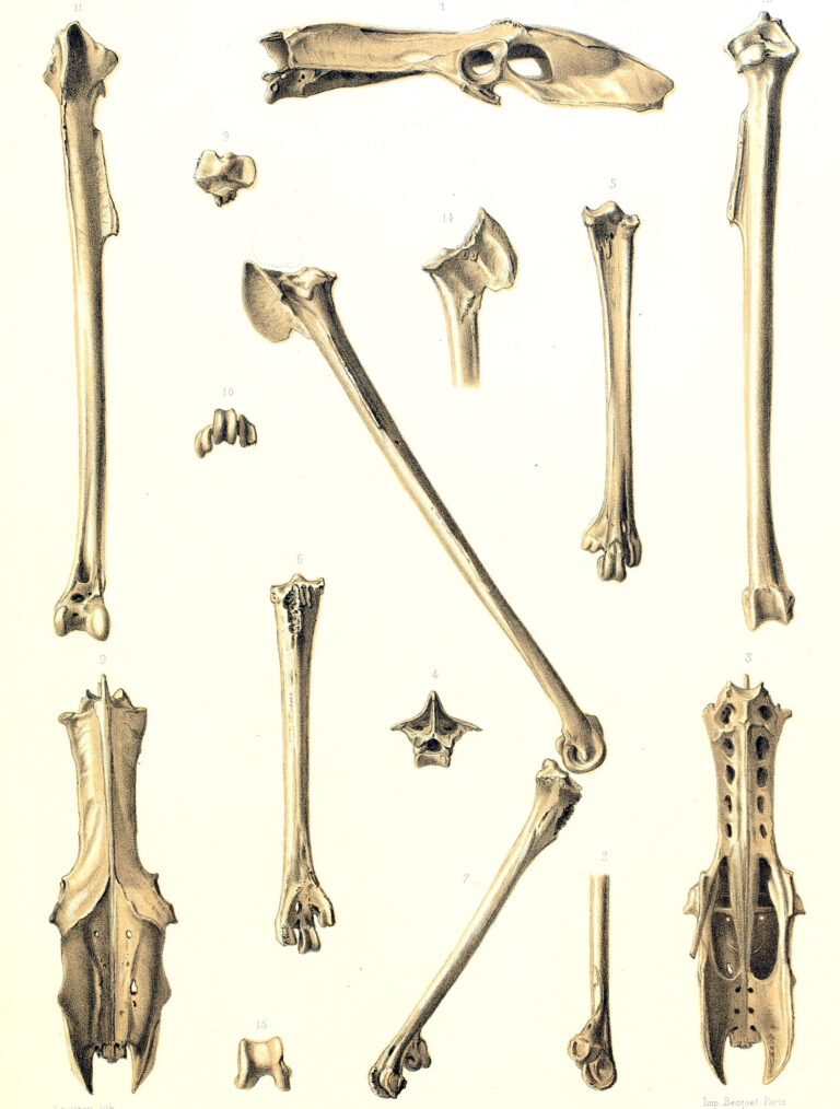 lyska mauricijská (Fulica newtonii)