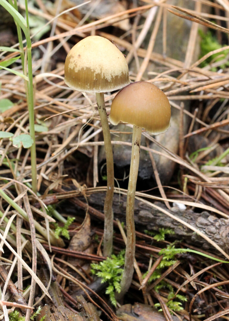 Lysohlávka aztécká (Psilocybe aztecorum)