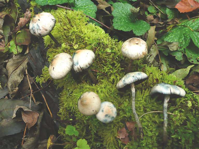 lysohlávka česká lysohlávka česká (Psilocybe bohemica)