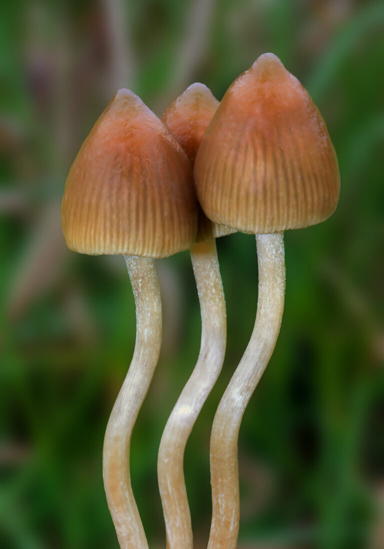 lysohlávka kopinatá (Psilocybe semilanceata)