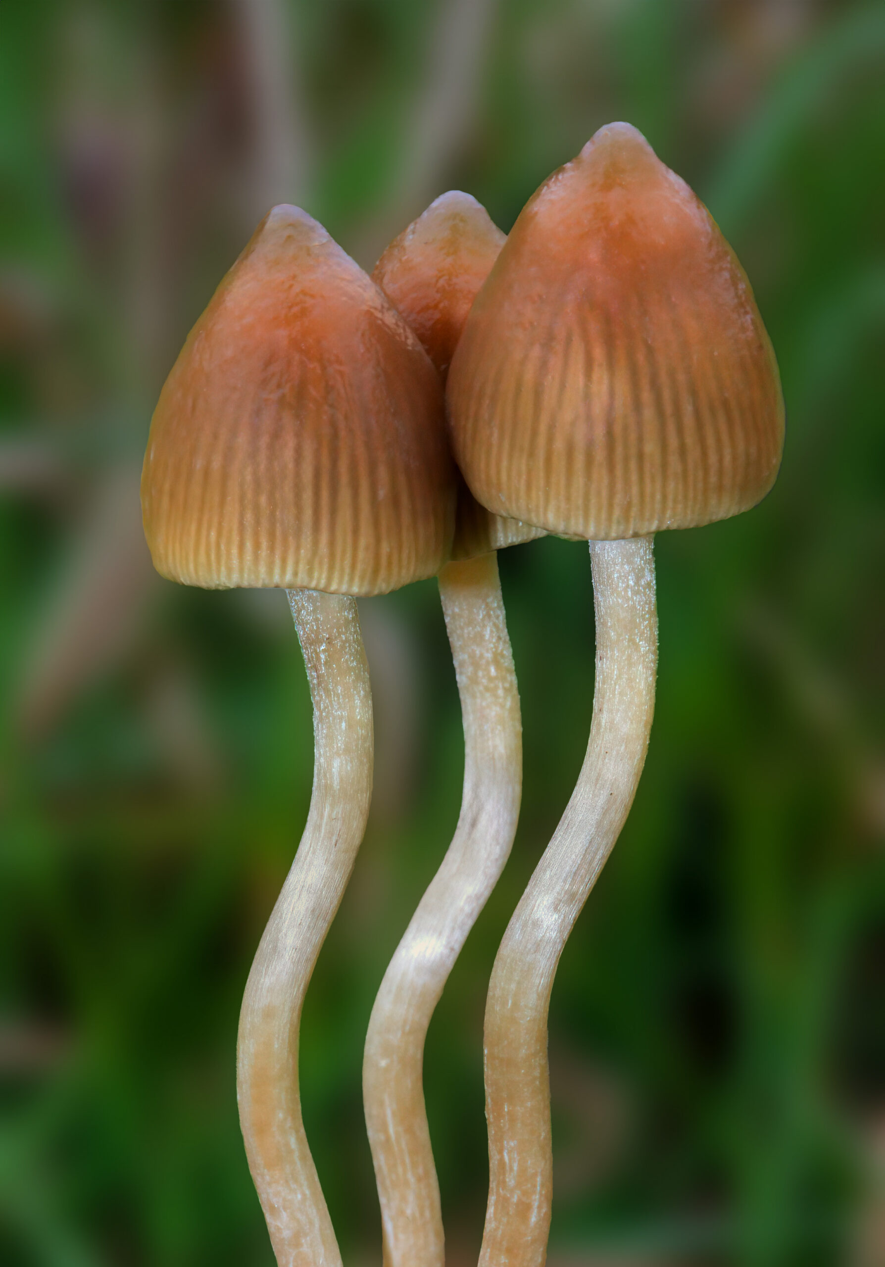 lysohlávka kopinatá (Psilocybe semilanceata)