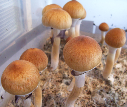 lysohlávka kubánská (Psilocybe cubensis)
