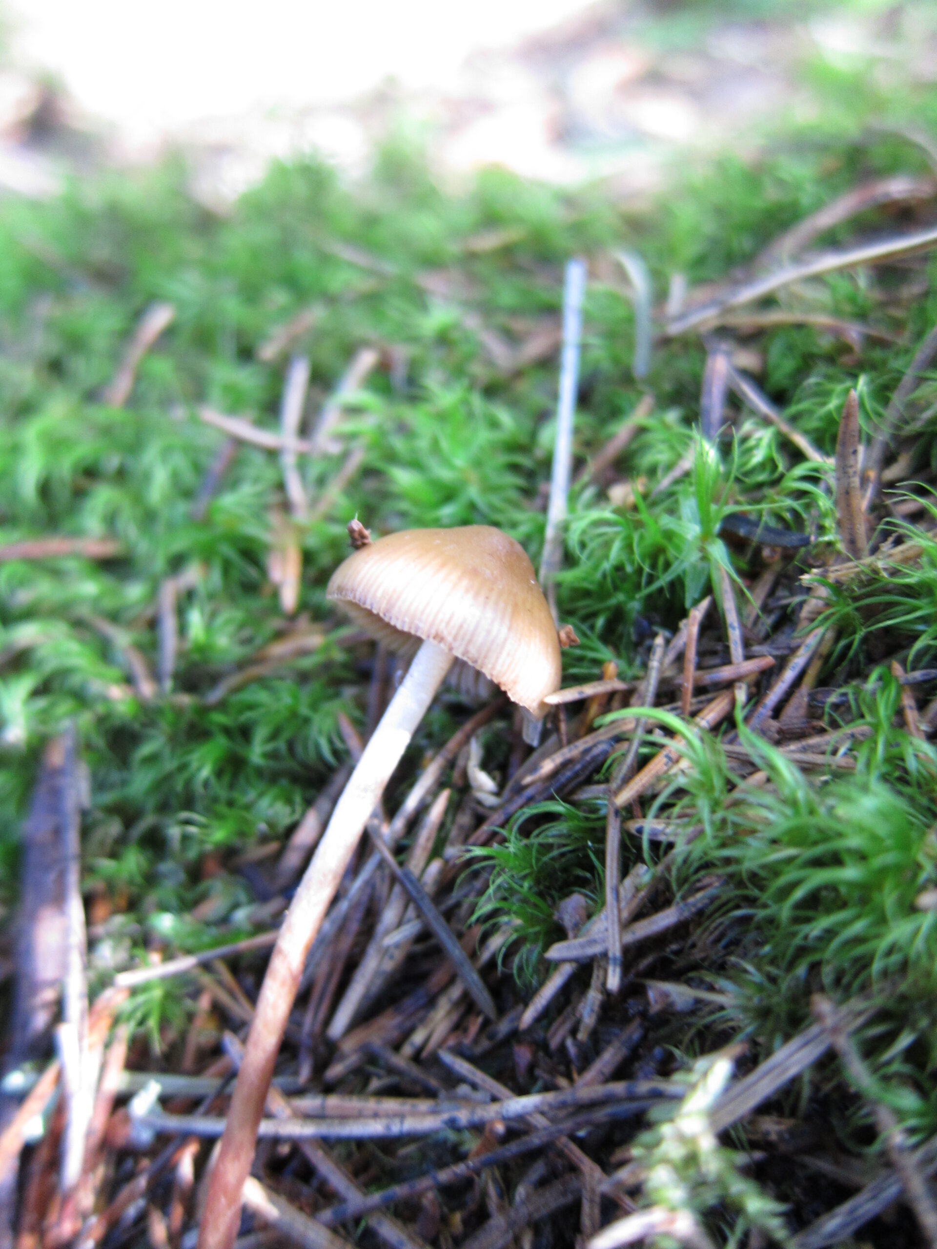 lysohlávka lesní (Psilocybe medullosa)