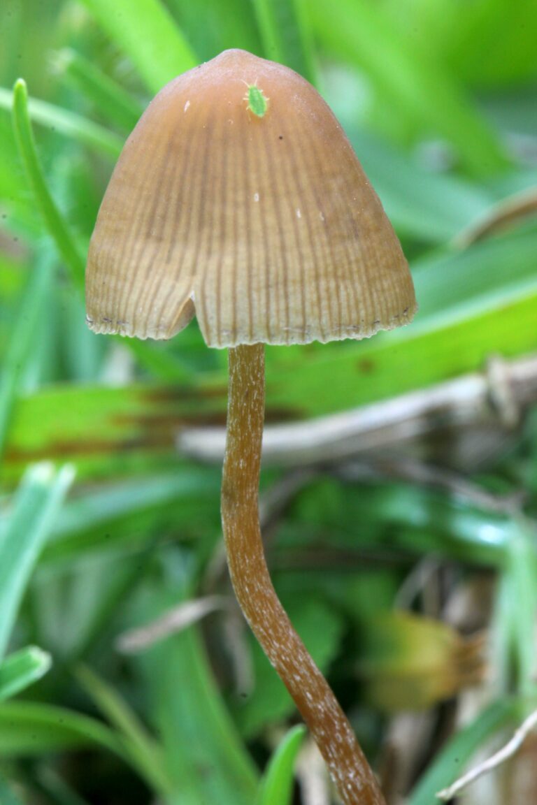 lysohlávka mexická lysohlávka mexická (Psilocybe mexicana)