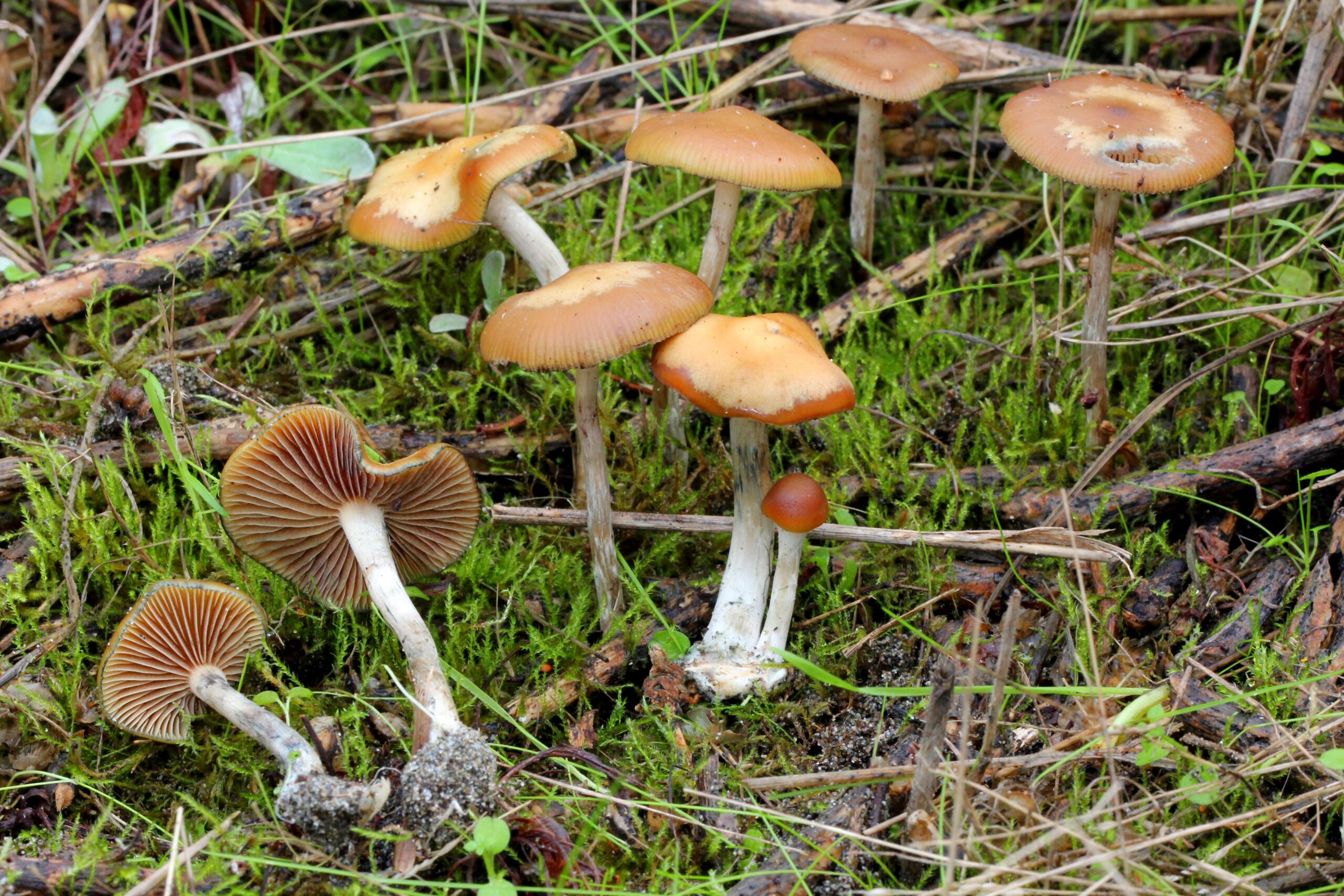 lysohlávka modrající (Psilocybe cyanescens)