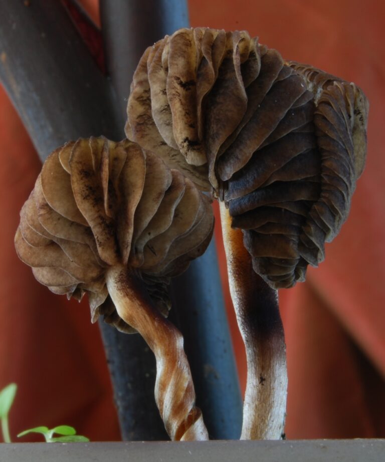 lysohlávka moravská (Psilocybe moravica)