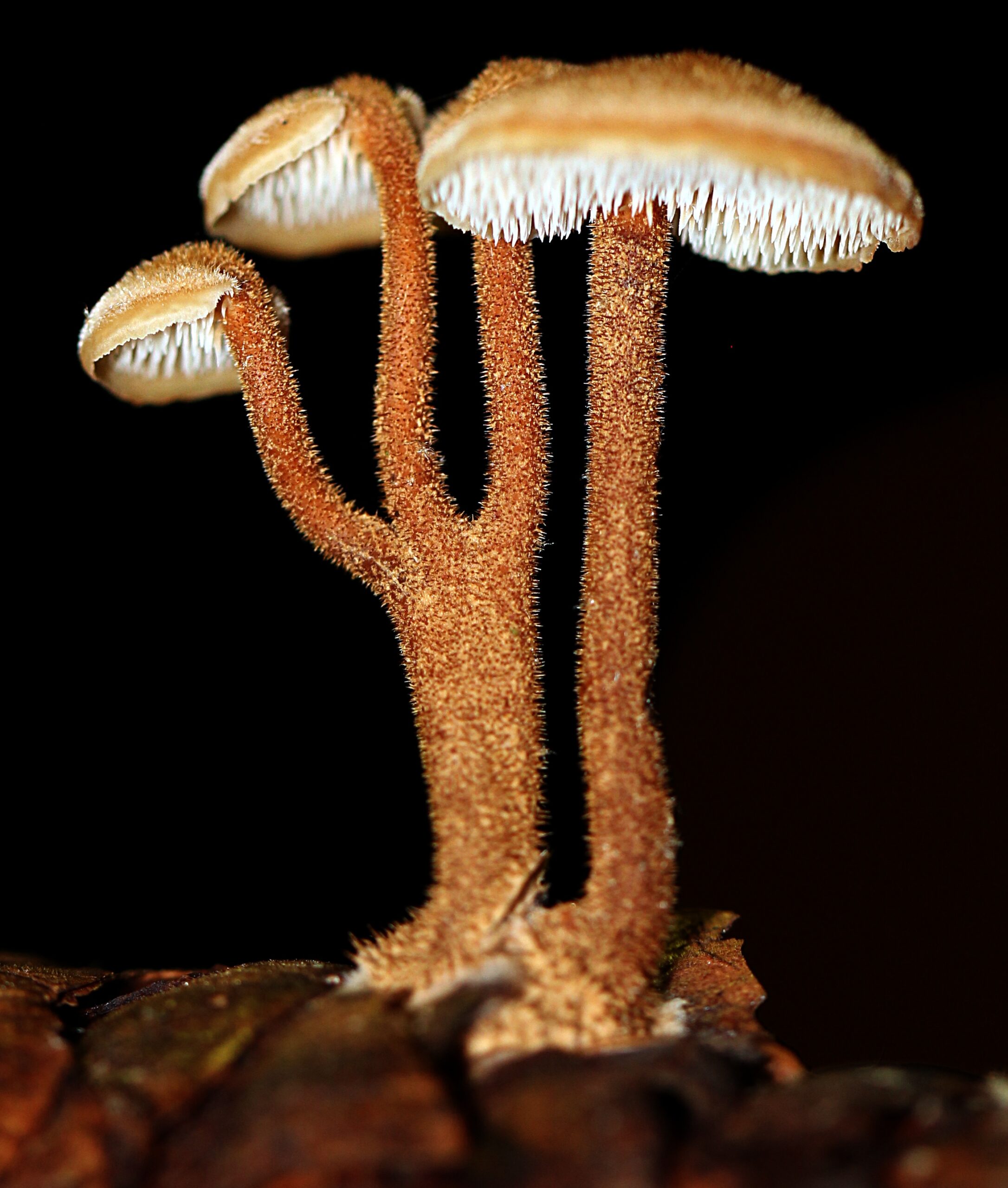 lžičkovec šiškový (Auriscalpium vulgare)