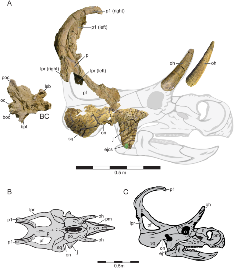 Machairoceratops