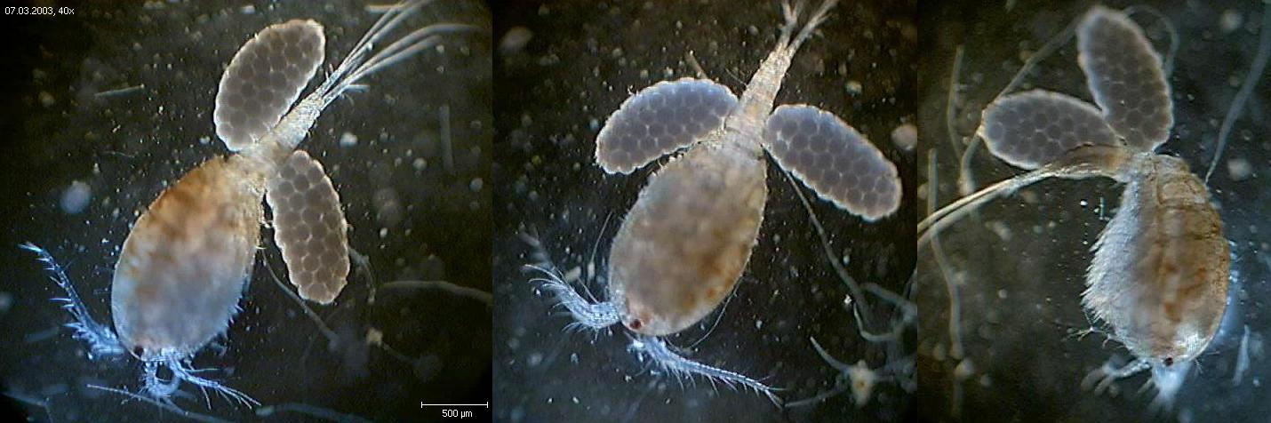 Macrocyclops albidus
