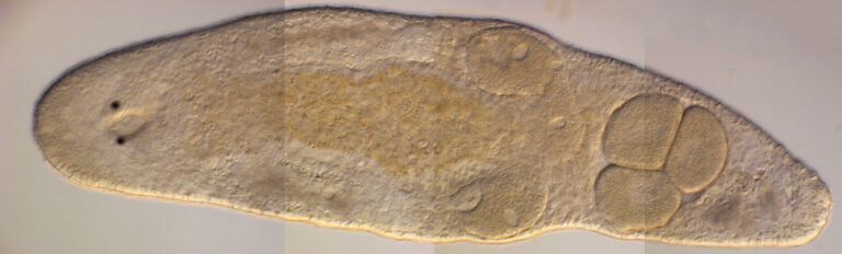 Macrostomum hystrix Macrostomum hystrix