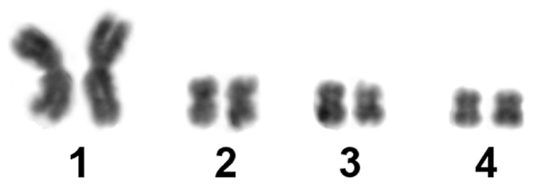 Macrostomum lignano