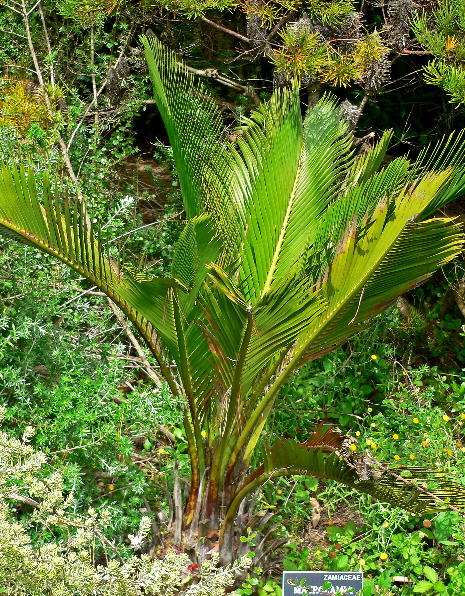 Macrozamia riedlei