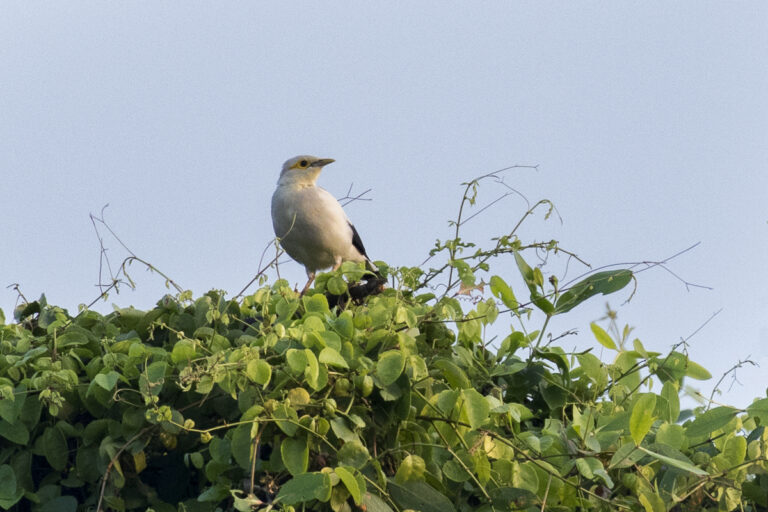 majna černokřídlá (Acridotheres melanopterus)