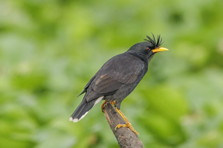 majna velká (Acridotheres grandis)