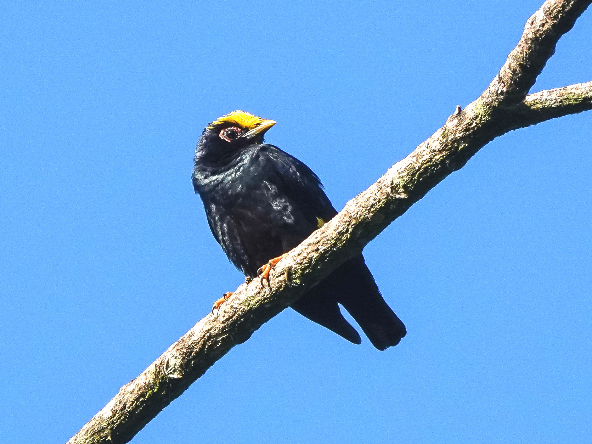majna žlutohlavá (Ampeliceps coronatus)