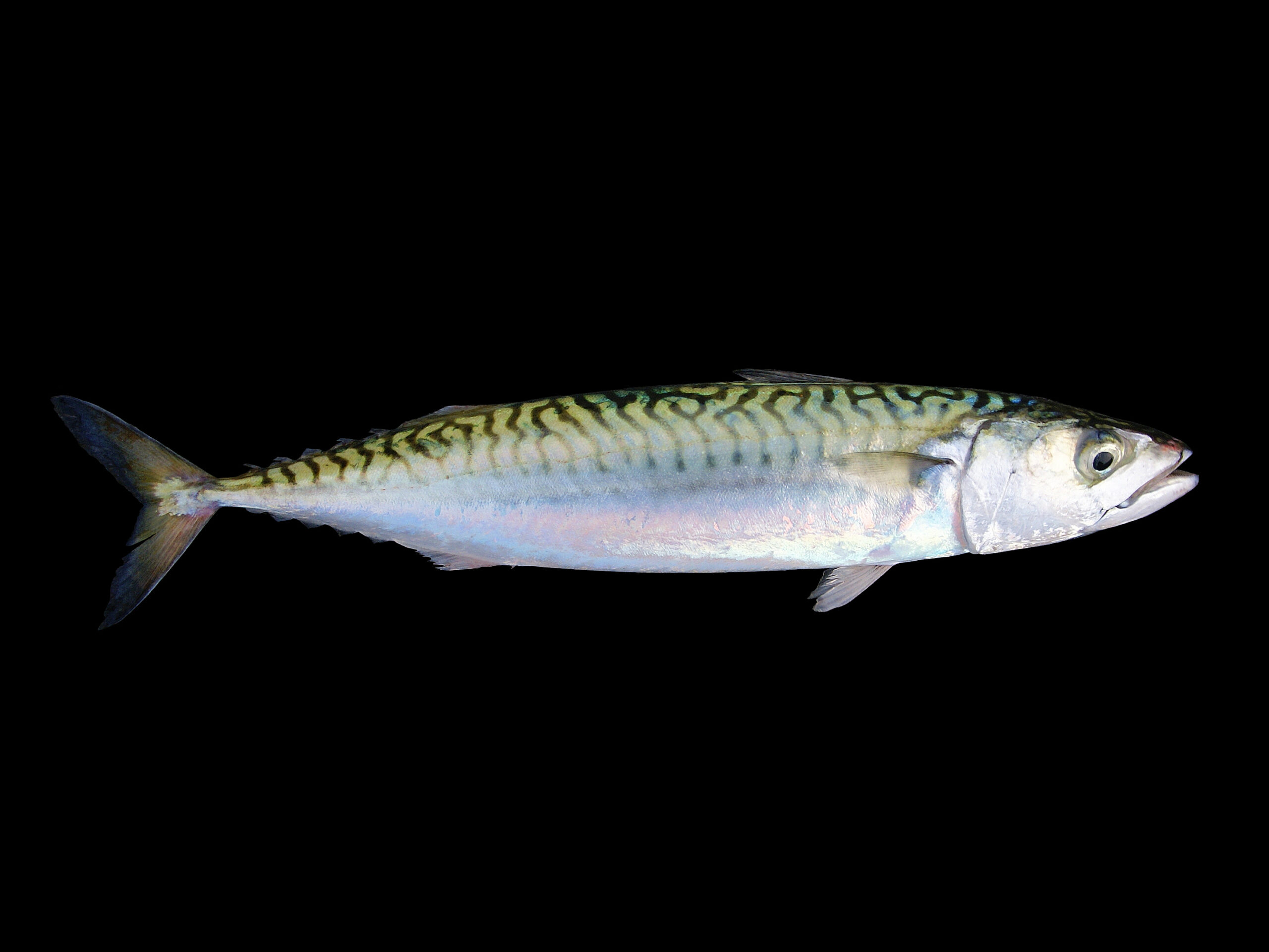 makrela obecná (Scomber scombrus)