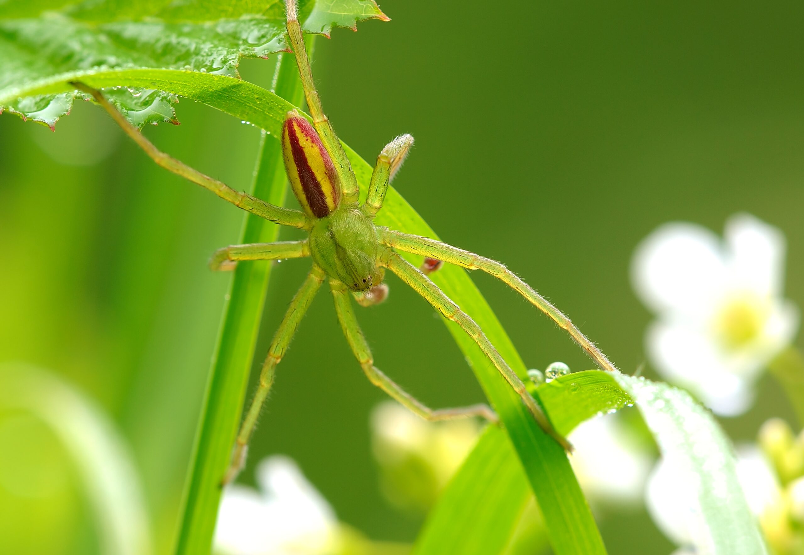 maloočka smaragdová (Micrommata virescens)