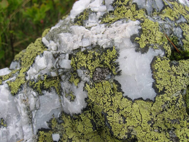 mapovník zeměpisný (Rhizocarpon geographicum)