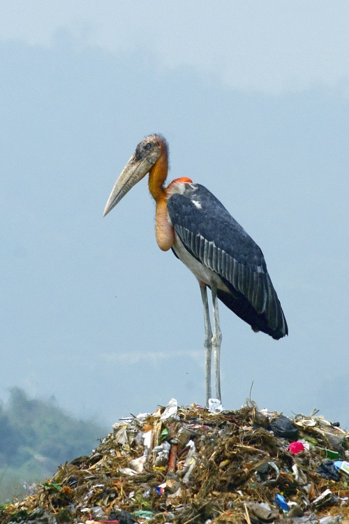marabu indický (Leptoptilos dubius)