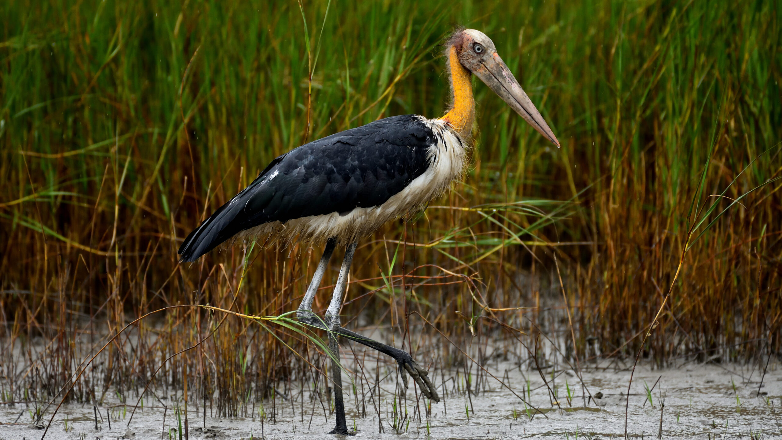 marabu malajský (Leptoptilos javanicus)