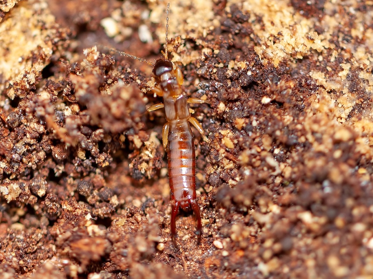 Marava pulchella