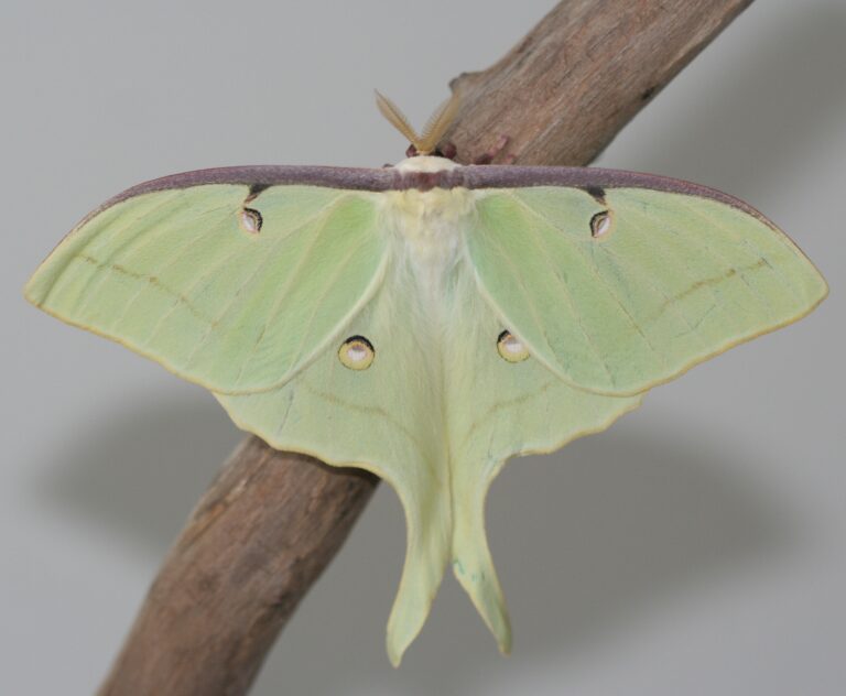 Martináč měsíčitý (Actias luna)