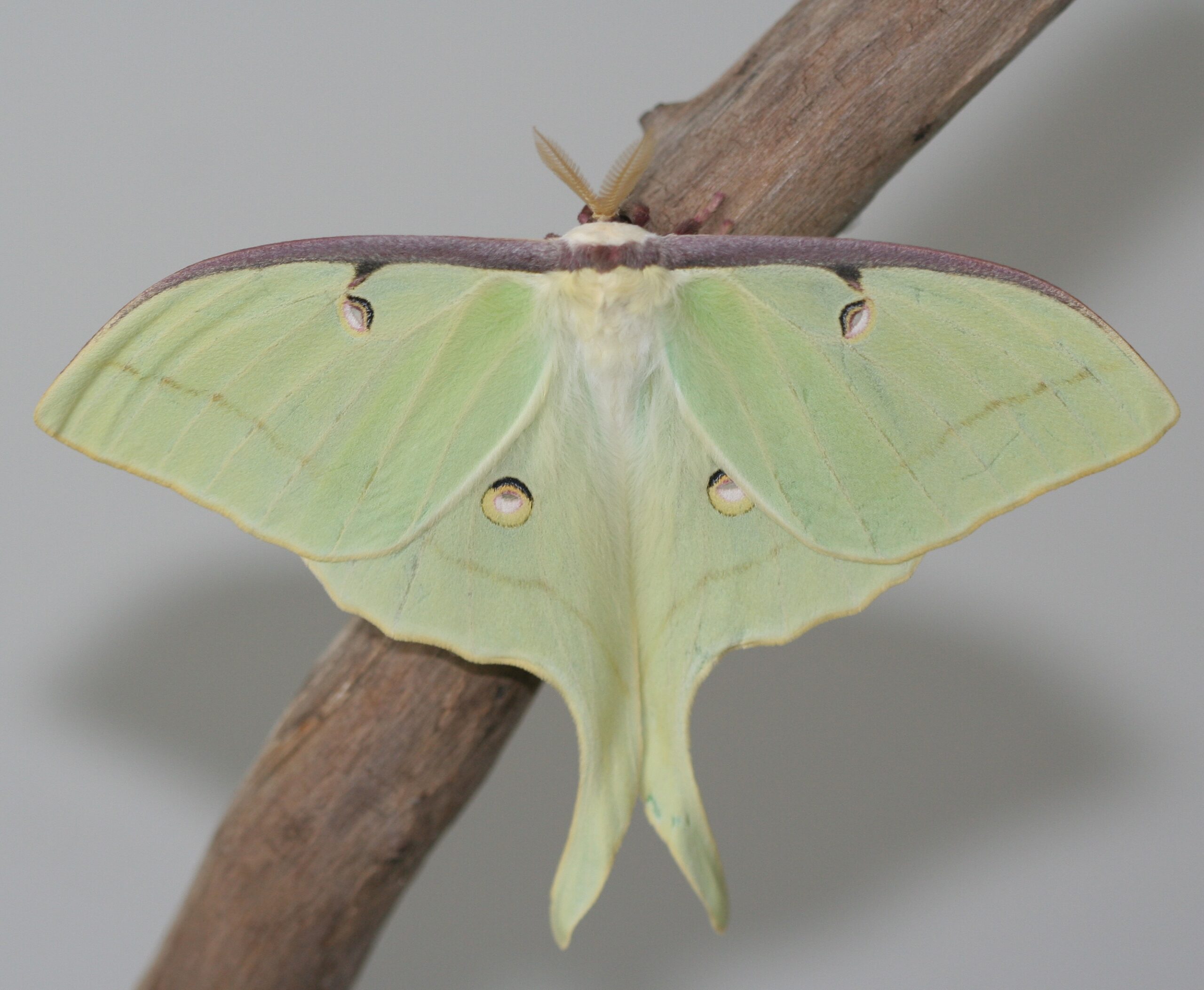 Martináč měsíčitý (Actias luna)