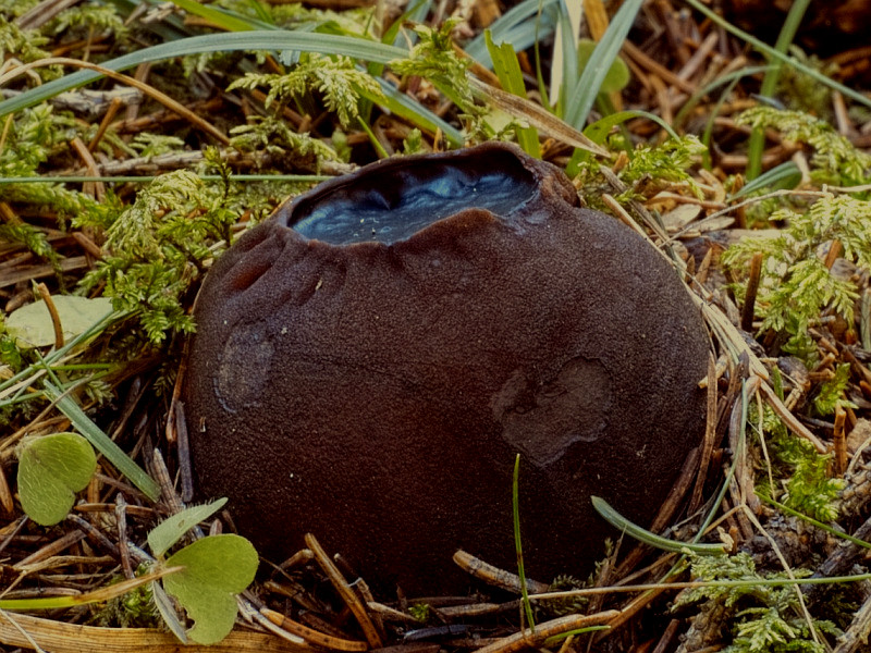 masečník kulovitý (Sarcosoma globosum)