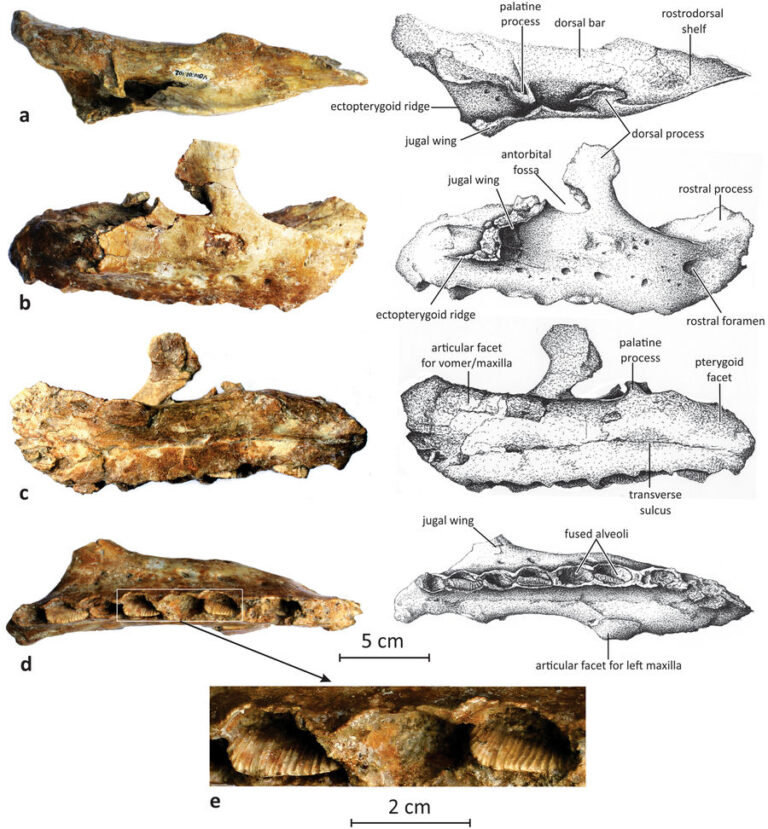 Matheronodon
