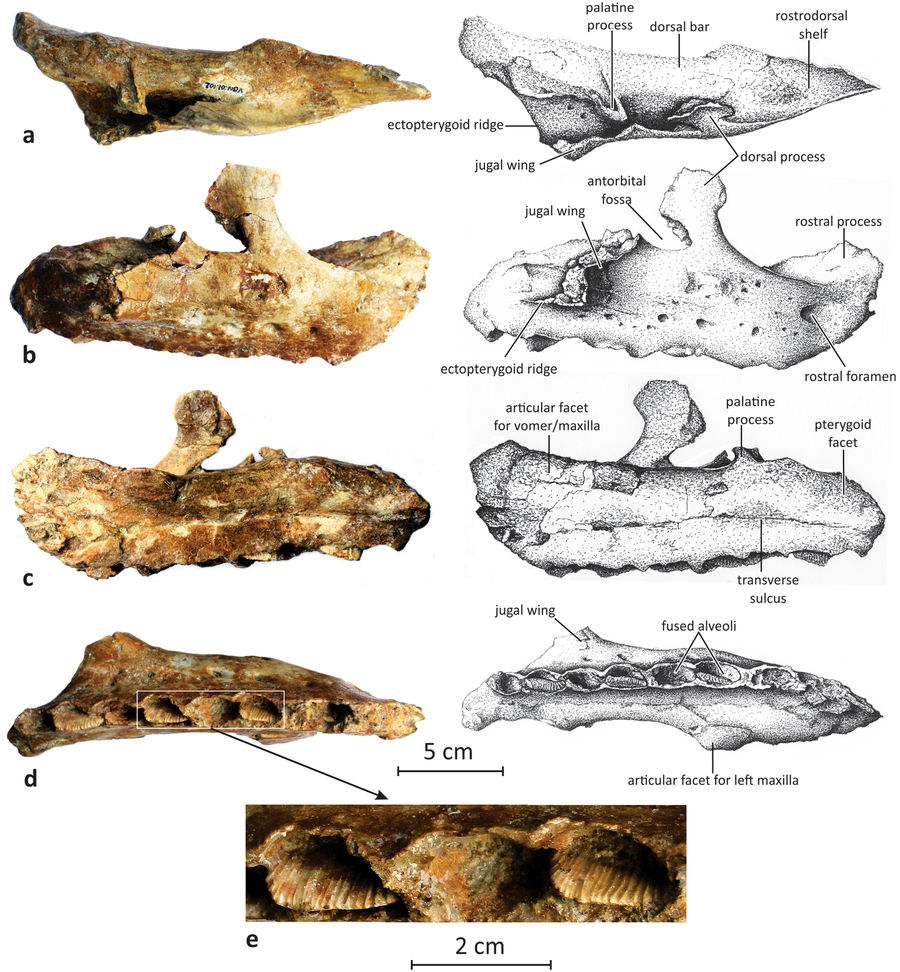 Matheronodon
