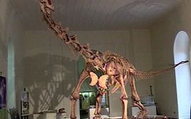 Maxakalisaurus Maxakalisaurus