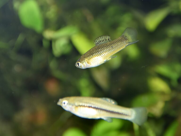 mečovka Cortezova (Xiphophorus cortezi)