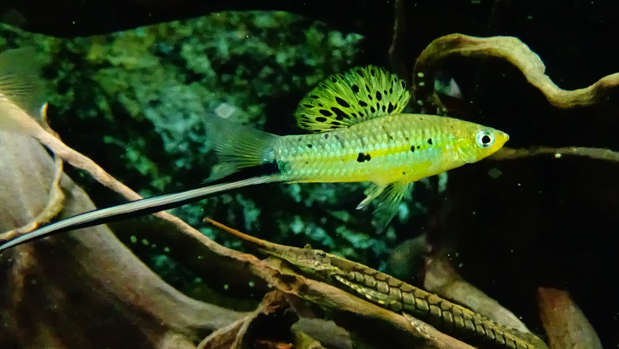 mečovka Montezumova (Xiphophorus montezumae)