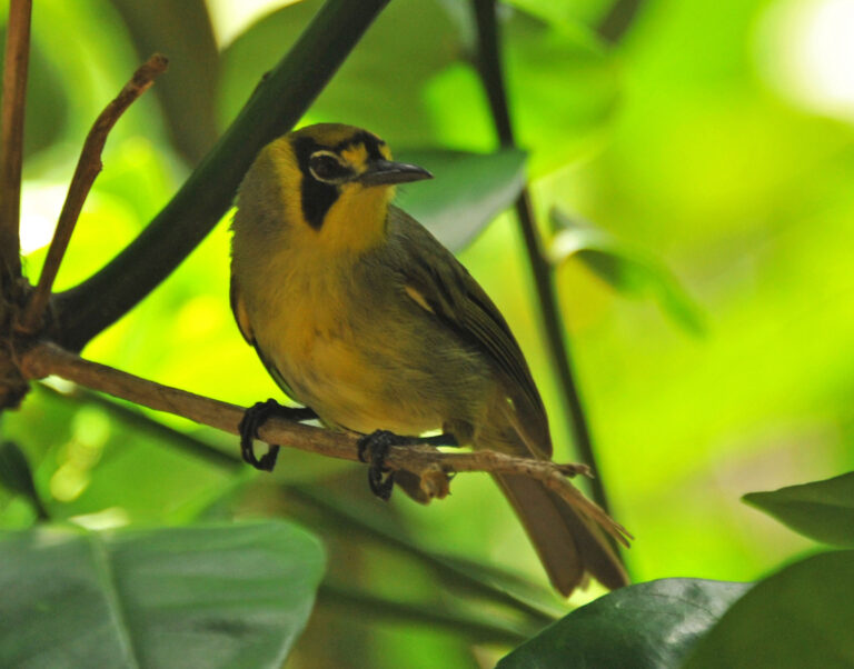 medosavka boninská medosavka boninská (Apalopteron familiare)