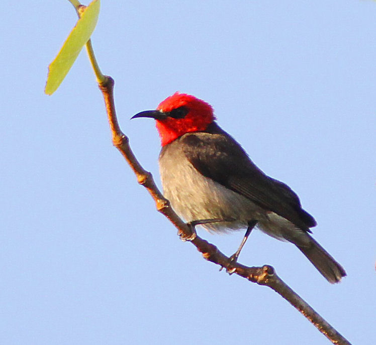 medosavka červenohlavá (Myzomela erythrocephala)