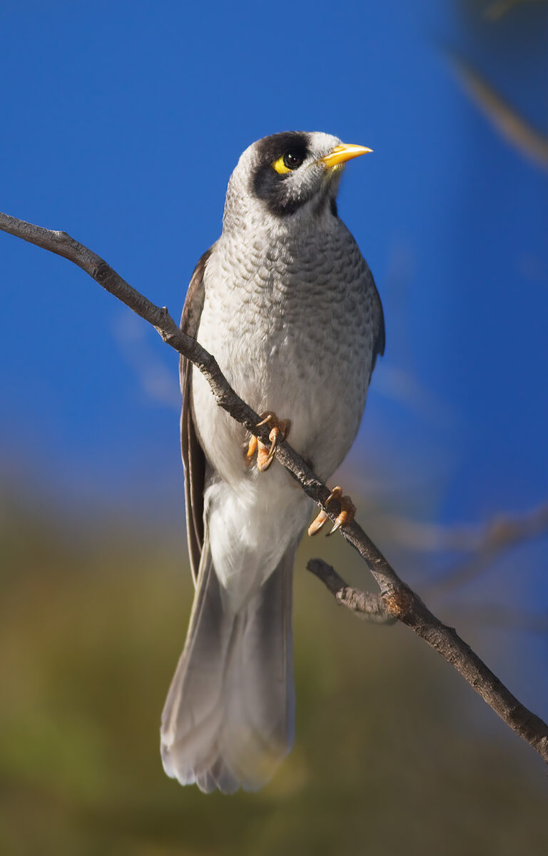 medosavka hlučná (Manorina melanocephala)