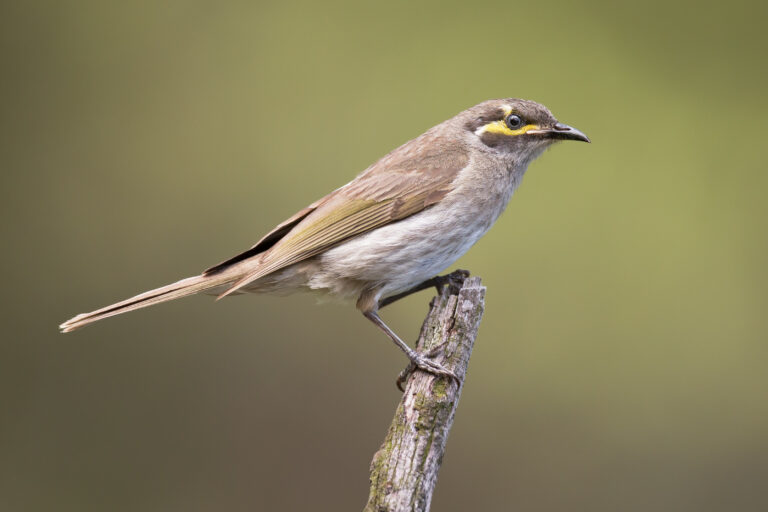 medosavka masková (Caligavis chrysops)