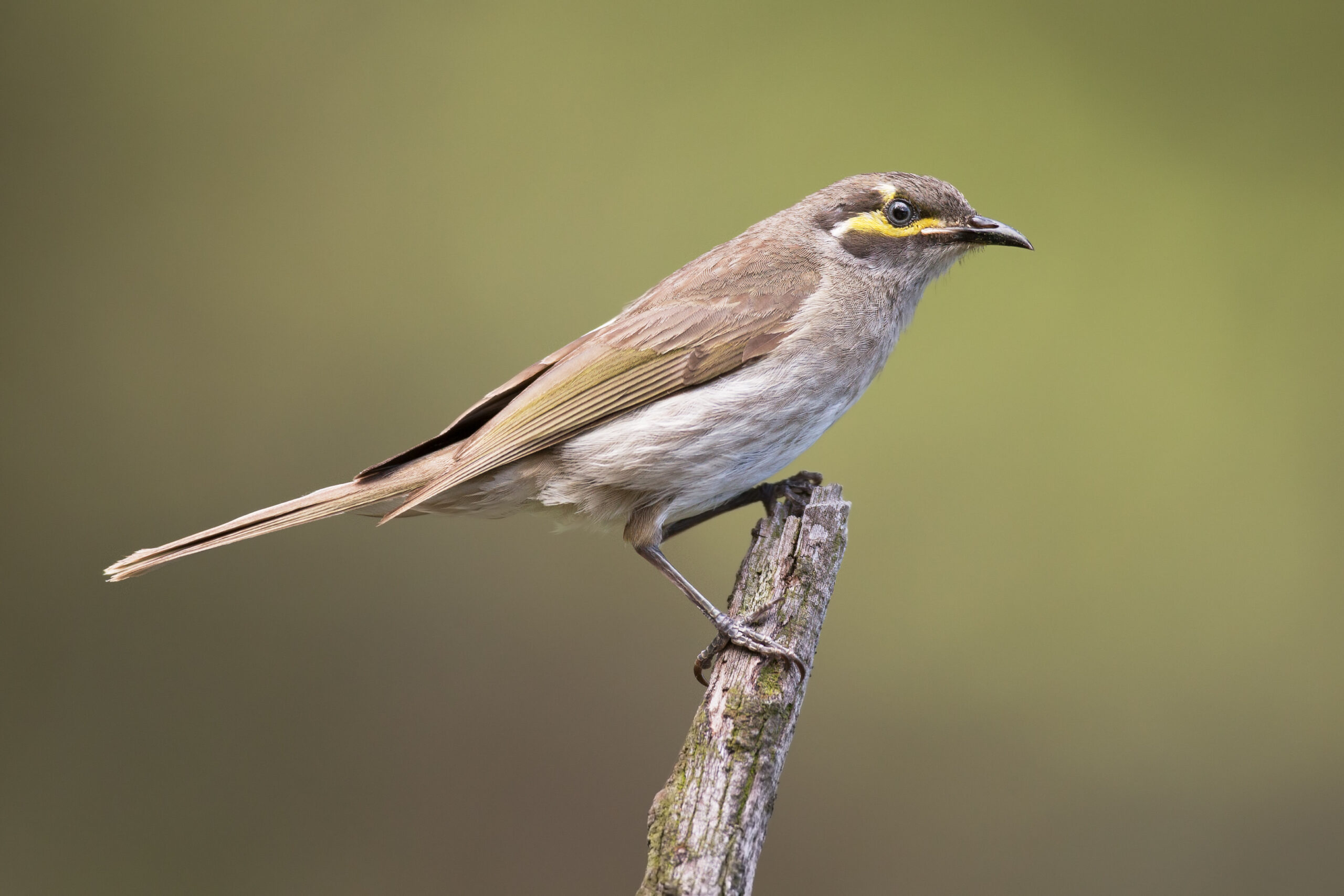 medosavka masková (Caligavis chrysops)