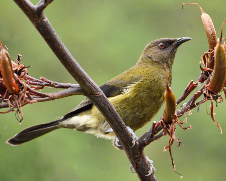 medosavka novozélandská (Anthornis melanura)