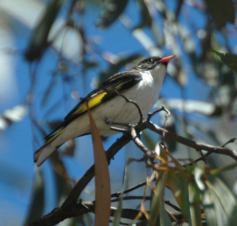 medosavka ozdobná (Grantiella picta)
