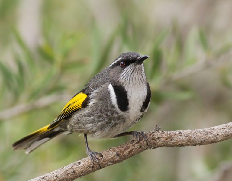 medosavka zlatokřídlá (Phylidonyris pyrrhopterus)
